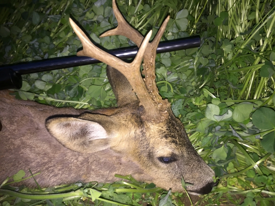 Môj májový srnec z HU