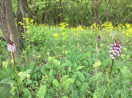 Vstavače na stráni