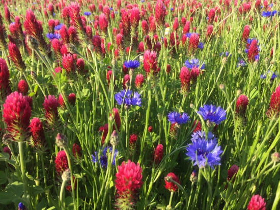 Nevädza v ďateline