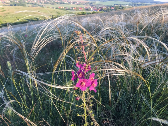 Divozel tmavočervený