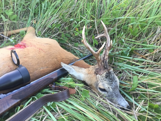 Môj júnový srnec z HU