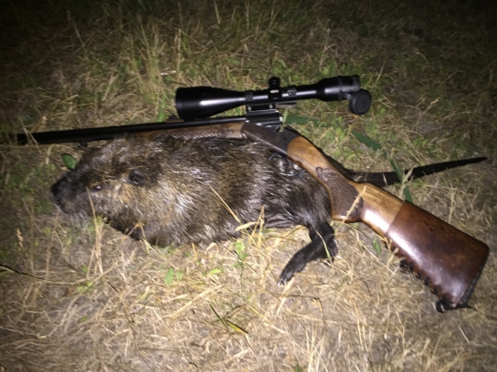 Moja prvá Nutria