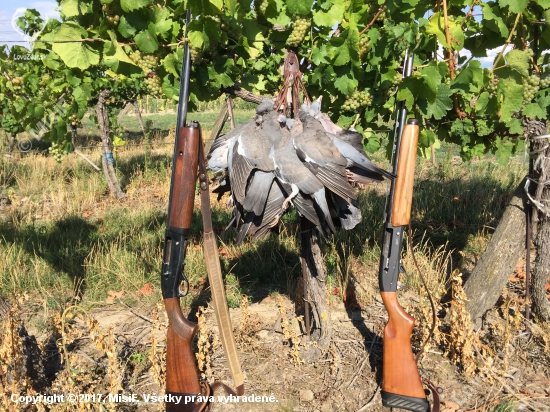 Naše prvé tohtoročné holuby