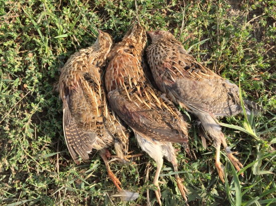 prepeličky z rumúnska