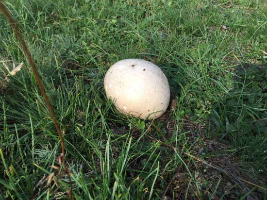 Zatúlané pštrosie vajce