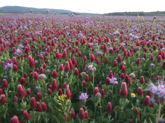 Rozkvitnutá nádhera