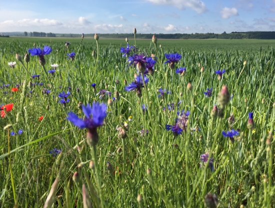 Nevädza na kraji poľa