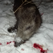 Prvé tohtoročné prasiatko