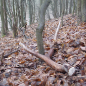 Zvláštny