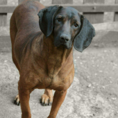 Broko