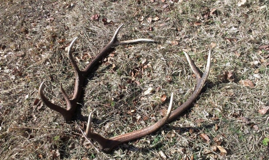 10- torak nepravidelný