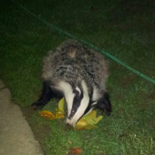 Úspešný  večer ...