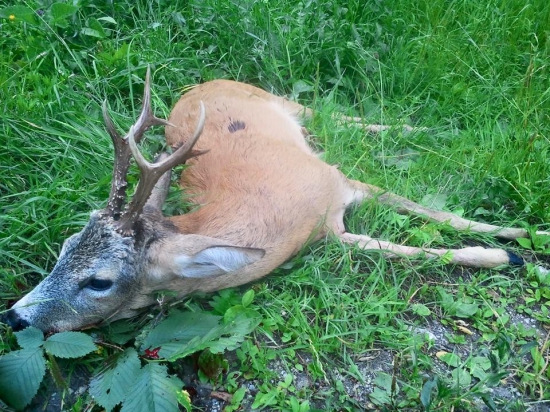 Uspešná vychádzka Lovu Zdar!