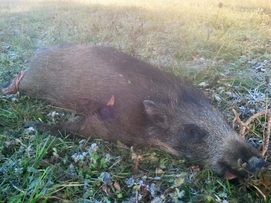 Lovu Zdar!