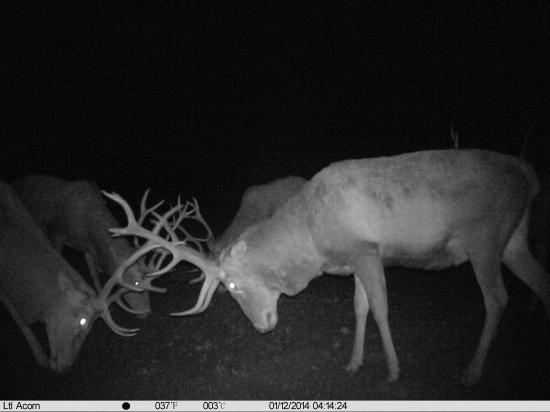 Ktorá strana vyhrá ???