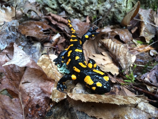 salamandra