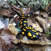 salamandra