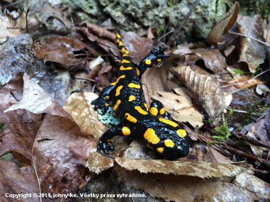 salamandra