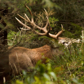 aj starký sa občas ozve