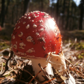 muchotravka