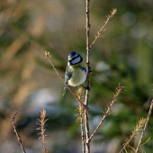 Keď sykorka zapózuje...