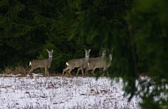 gombičkar s partiou