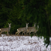 gombičkar s partiou