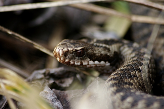 skoro ma kusla, potvora