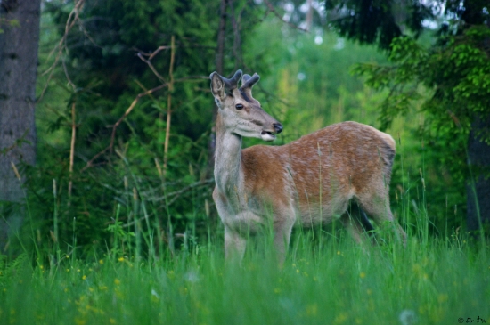 fešáčik sa ukázal