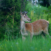 fešáčik sa ukázal