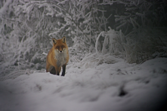Druhý pokus fotolovu.
