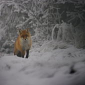 Druhý pokus fotolovu.