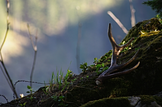 A smola je prelomená