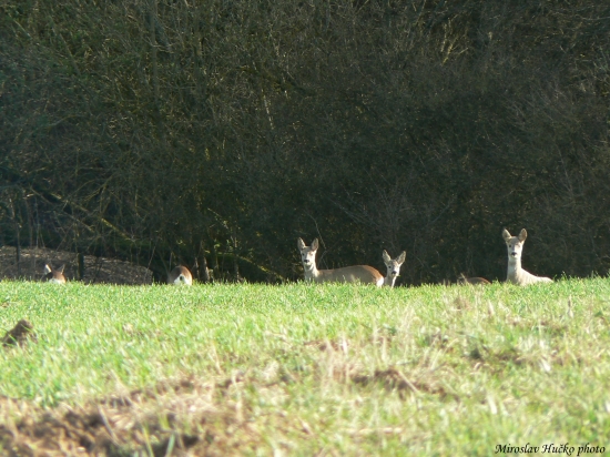 vždy  mám štastie...