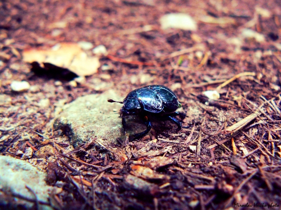 Makro chrobáčika :)