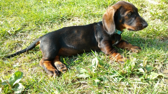 Nase klbko radosti Felix