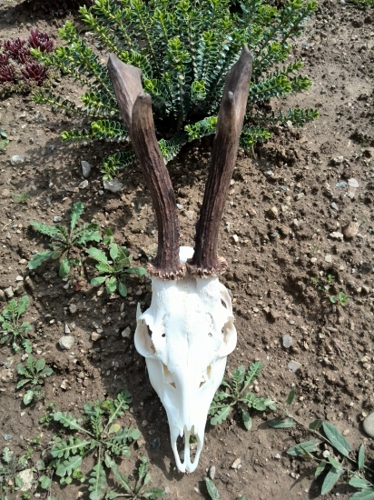 spiatocnik.pridam foto aj zo spodnou sankou.