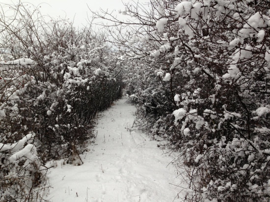 PZ Luky Sena  Idilka