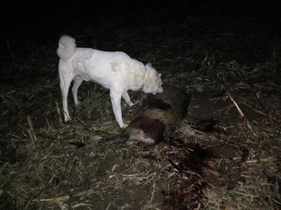 Zapadosibirska laika