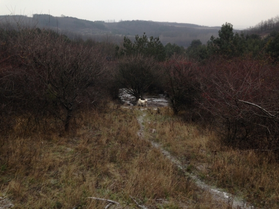 Zapadosibirska Lajka