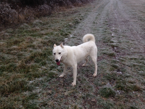 zapadosibirska laika