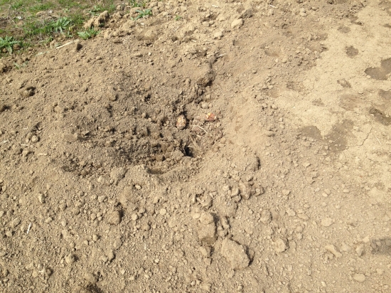 škody zveri na polnohospodarskych kulturach