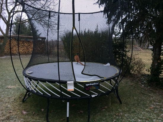 bazant na trampoline....