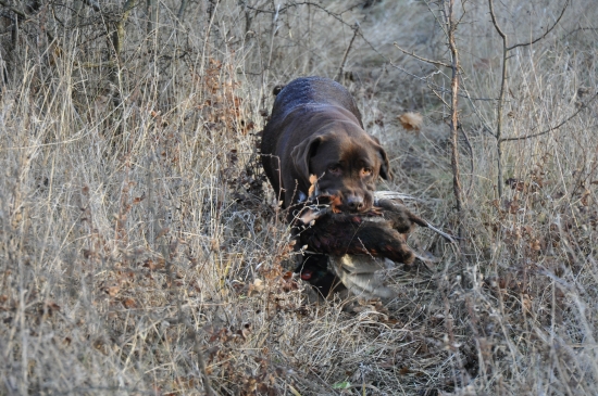 Moja labradorka Berry pri práci