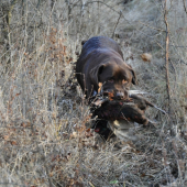 Moja labradorka Berry pri práci