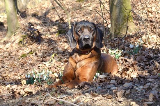 už je tu jaro......