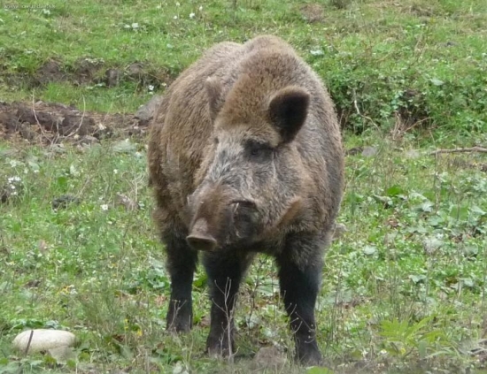 Na prechádzke