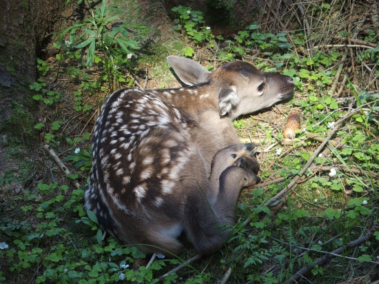 bambi