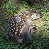 bambi