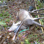 výradový nedeľňajší šestoráčik